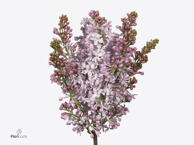 Syringa vulgaris 'Lavaliensis'