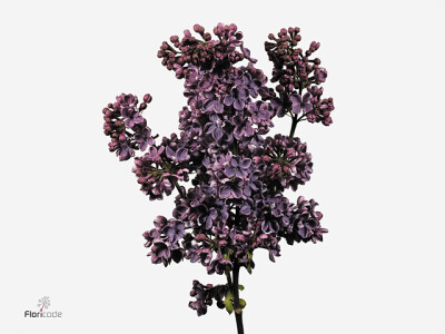 Syringa vulgaris 'Andenken an Ludwig Späth'