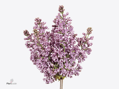 Syringa vulgaris 'Dark Koster'