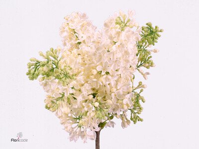 Syringa vulgaris 'Primrose'