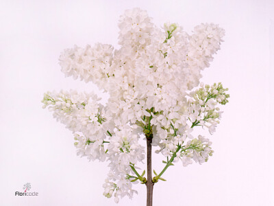 Syringa vulgaris 'Engler Weissen Traum'