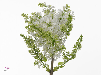 Syringa vulgaris 'Virgin White'