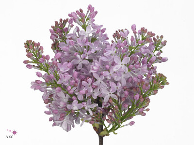 Syringa vulgaris 'Romance'