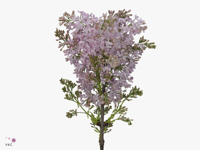 Syringa x hyacinthiflora 'Esther Staley'