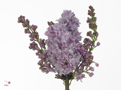 Syringa vulgaris 'Michel Buchner'