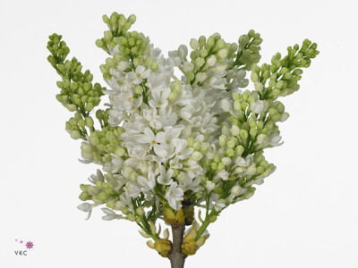 Syringa vulgaris 'Independence'