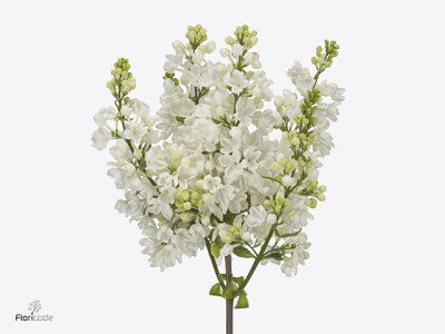 Syringa vulgaris 'White Wonder'