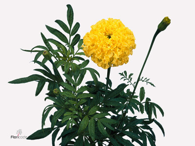 Tagetes (Erecta Grp) 'Nosento Limegreen'