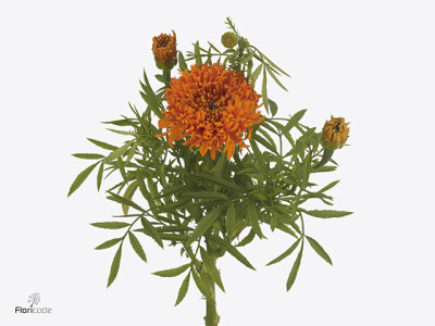 Tagetes (Erecta Grp) 'Fantastic'