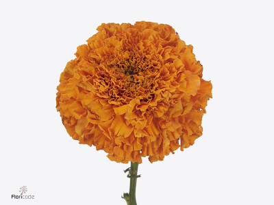 Tagetes (Erecta Grp) 'Coco Deep Orange'