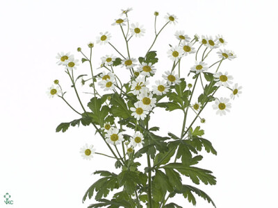 Tanacetum parthenium 'Single Vegmo'