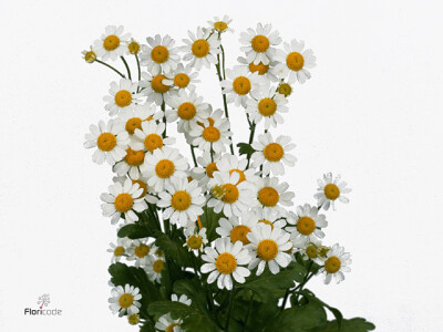 Tanacetum parthenium 'Compact Single Vegmo'