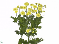 Tanacetum parthenium 'Yellow Vegmo'