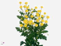Tanacetum parthenium 'Victory Yellow'