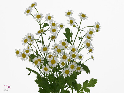 Tanacetum parthenium Pure Kamille