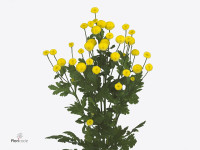 Tanacetum parthenium 'Victory Summer Yellow'