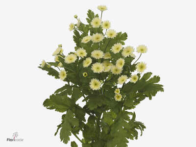 Tanacetum parthenium 'Orinoco'