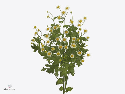 Tanacetum parthenium Camilla