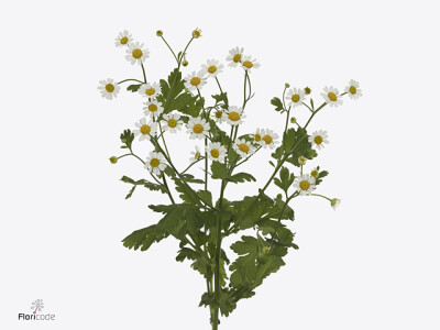 Tanacetum parthenium Cameron