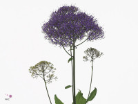 Trachelium caeruleum Supreme Purple