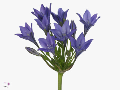 Triteleia 'Twilight'