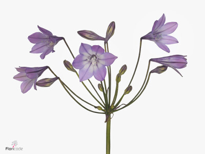 Triteleia laxa 'Violet Queen'