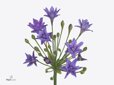 Triteleia 'Aquarius'