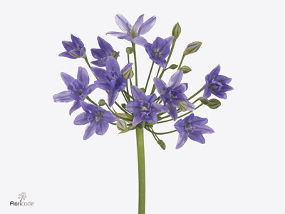 Triteleia laxa 'Twin Sisters'