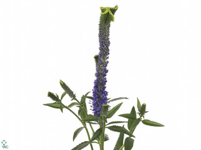 Veronica 'Christa'