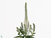 Veronica longifolia 'Melanie White'