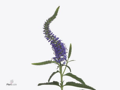 Veronica longifolia Skyler Blue