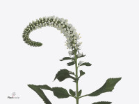 Veronica longifolia Skyler White