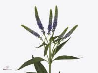 Veronica longifolia 'Blue Tootsweets'