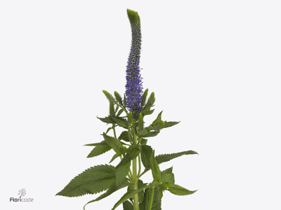 Veronica longifolia 'Amalia'