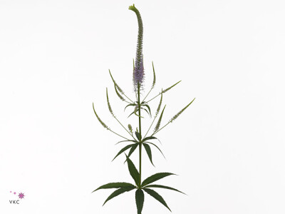 Veronicastrum virginicum 'Fascination'