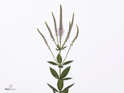 Veronicastrum virginicum 'Challenger'