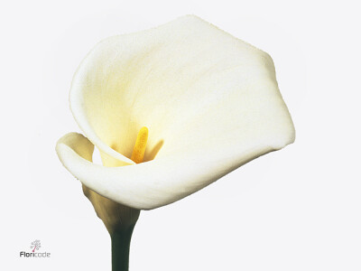 Zantedeschia aethiopica 'Colombe de la Paix'