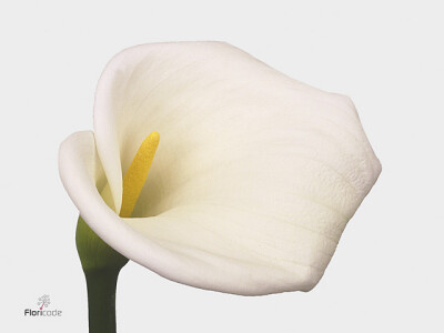 Zantedeschia aethiopica 'Innocence'