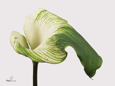 Zantedeschia aethiopica 'Green Goddess'