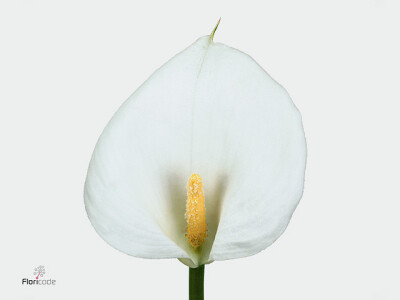 Zantedeschia aethiopica 'Childsiana'