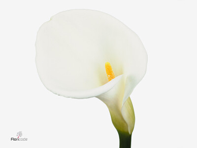 Zantedeschia aethiopica 'White Dream'