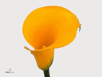 Zantedeschia 'Florex Gold'