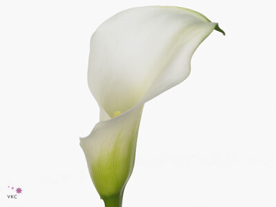 Zantedeschia 'Crystal Blush'