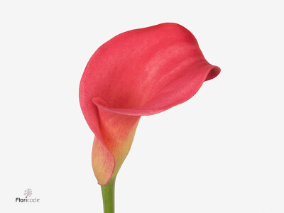 Zantedeschia 'Garnet Glow'