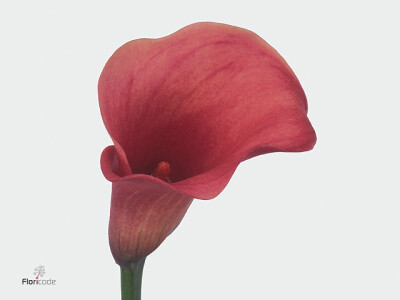 Zantedeschia 'Captain Romance'