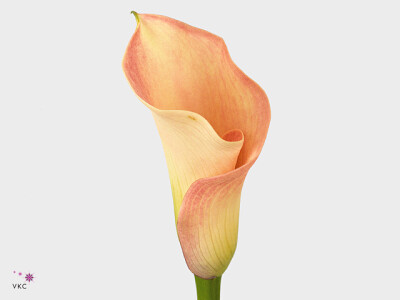 Zantedeschia 'Captain Rosette'