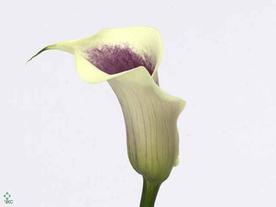 Zantedeschia 'Picasso'