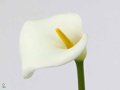 Zantedeschia aethiopica 'Avalanche'