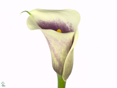 Zantedeschia 'Vermeer'