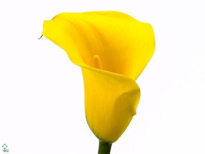 Zantedeschia 'Goldcup'